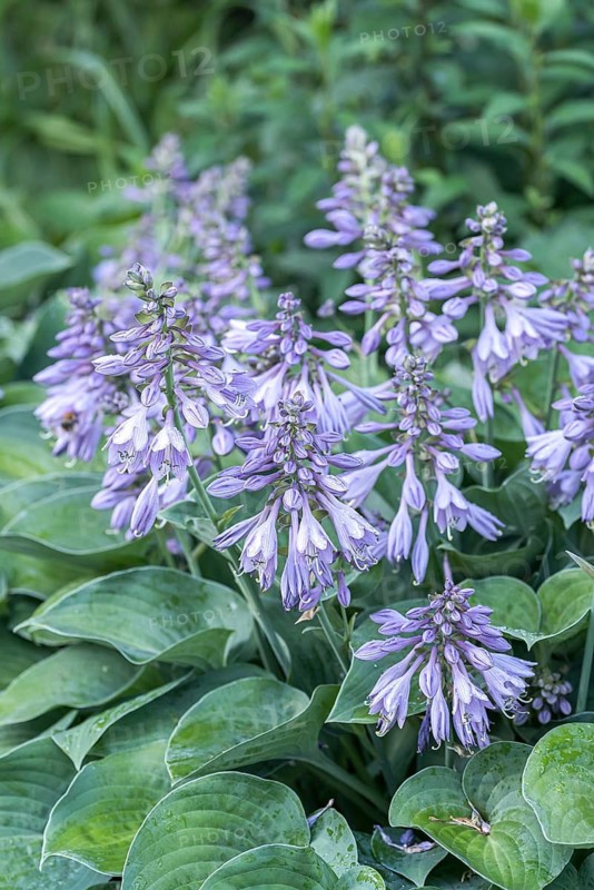 Funkia (Hosta 'Blue Cadet')