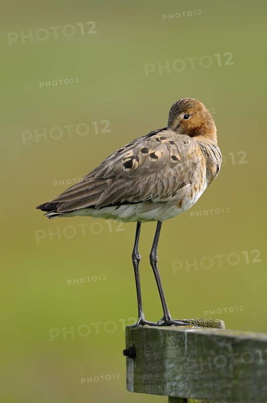 Uferschnepfe (Limosa limosa), Black-tailed Godwit, ruhender Altvogel auf Sitzwarte, Mai, Nijkerk, Niederlande