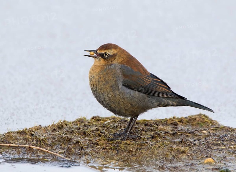 Rusty Blackbird, Euphagus carolinus, in winter plumage, at Broderick, Saskatchewan