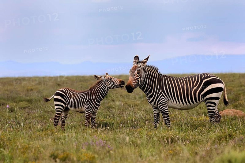 Cape Mountain Zebra (Equus zebra), adult, female, mother, juvenile, social behaviour, Mountain Zebra National Park, Eastern Cape, South Africa