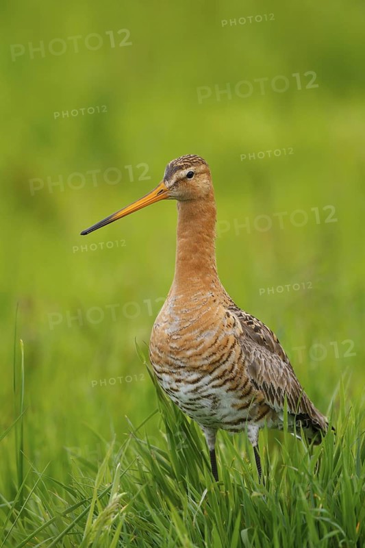 Black-tailed Godwit (Limosa limosa), Netherlands