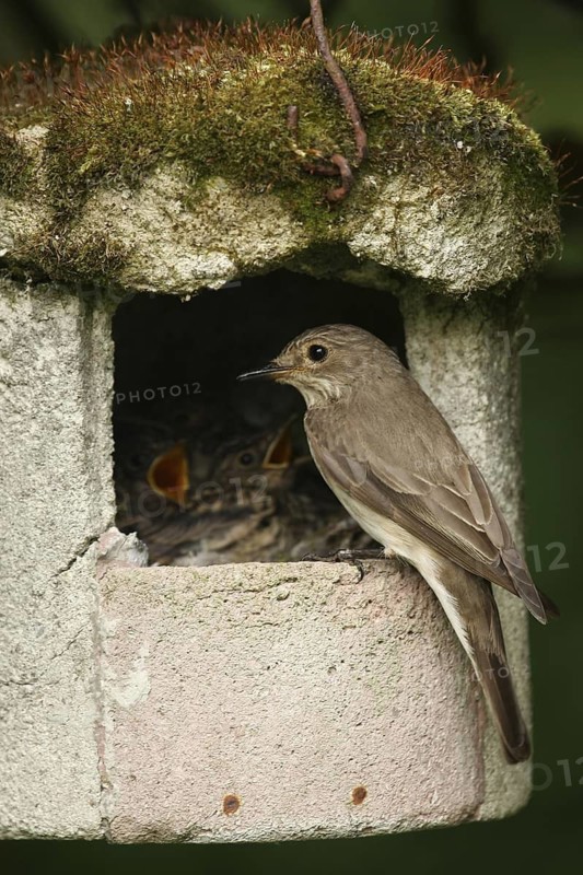 Spotted Flycatcher (Muscicapa striata) chick, Lower Saxony, Germany