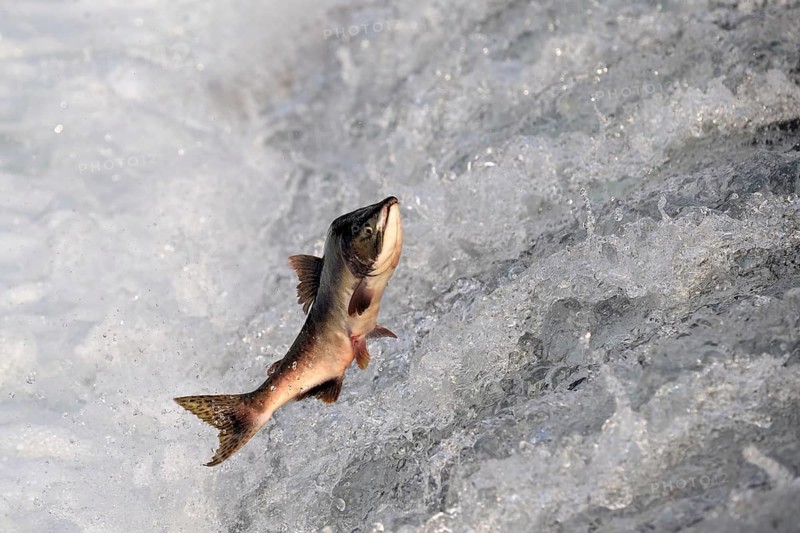 Humpback salmon (Oncorhynchus gorbuscha) jumping over a waterfall, Prince William Sound