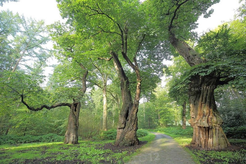 Three ancient sweet chestnut trees (Castanea sativa), old gnarled tree shapes as a natural monument, Gulden Bodem, Arnhem, Gelderland, Netherlands