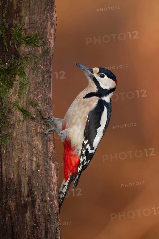 Great spotted woodpecker (Dendrocopos major) adult bird on a tree trunk in a woodland, England, United Kingdom