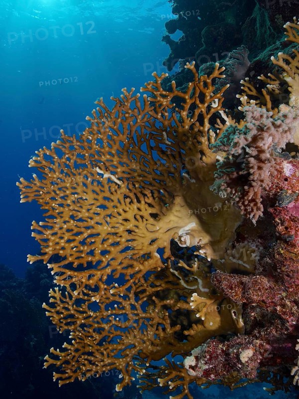 Net fire coral (Millepora dichotoma), backlit net fire coral, sun rays. Dive site Sataya Reef, Red Sea, Egypt