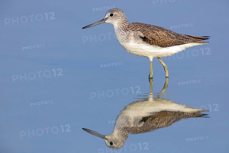 Greenshank, (Tringa nebularia) Wading bird, limesticks, foraging in mudflats, snipe family Salalah, Raysut, Dhofar, Oman