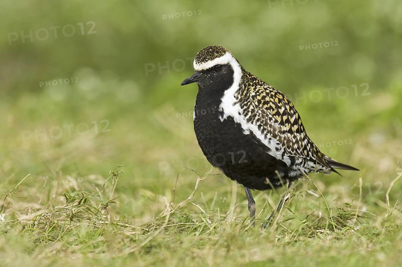 Pacific Golden Plover (Pluvialis fulva), Hawaii, USA