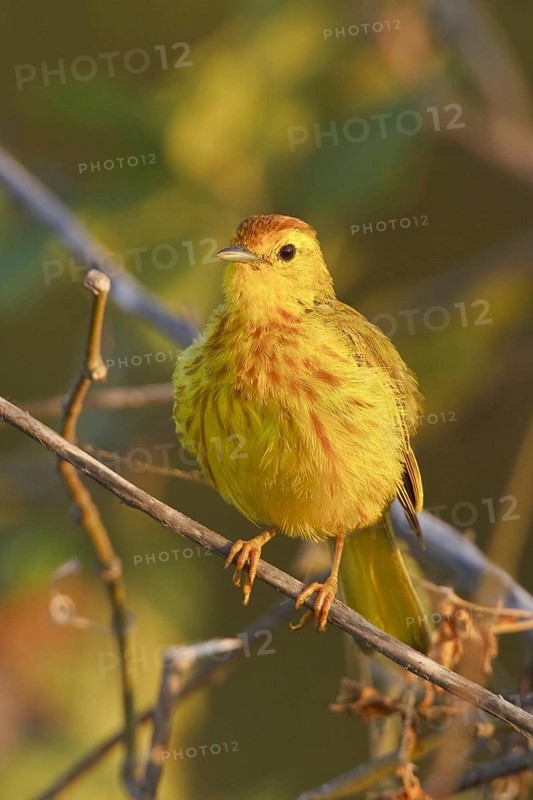 Mangrove Warbler (Setophaga petechia erithachorides), Ecuador