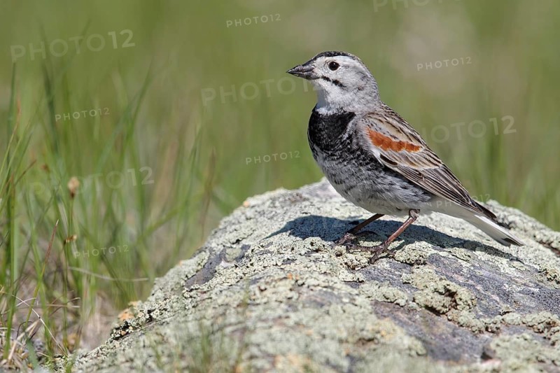 McCown's Longspur (Calcarius mccownii) perched on a branch in Alberta, Canada