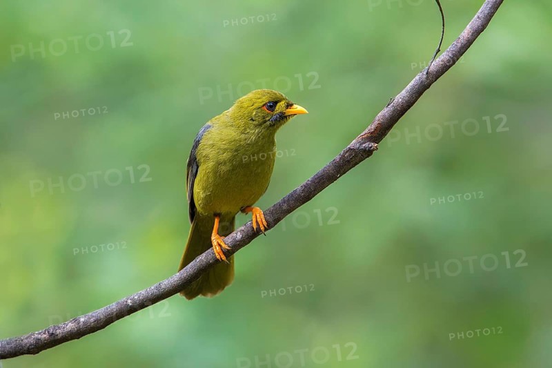 Bell Miner (Manorina melanophrys), Victoria, Australia