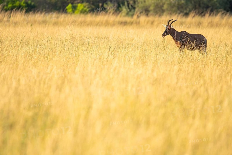 A lone Topi antelope emerges in a sea of golden grass under the warm light of the savannah, illustrating the serene yet wild essence of natural habitats