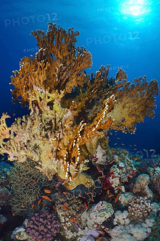 Lattice fire coral (Millepora dichotoma)