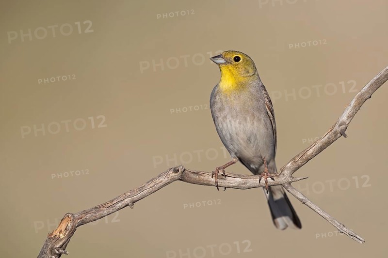 Turkey Bunting, (Emberiza cineracea), animals, birds, biotope, perch, bunting family, Lesvos, Greece