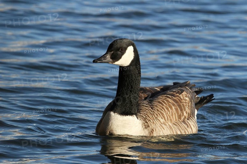 Canada Goose (Branta canadensis) male, Lower Saxony, Germany