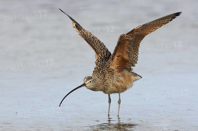 Long-billed Curlew (Numenius americanus) flapping wings, Texas, USA
