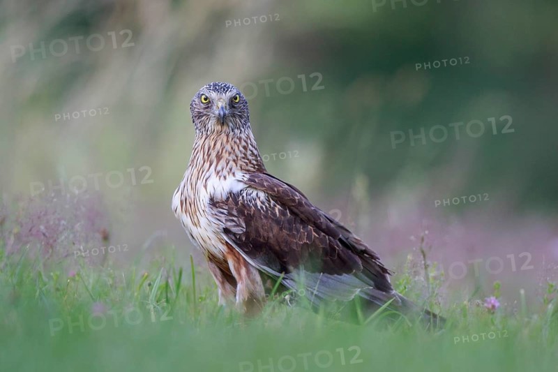 Western Marsh Harrier (Circus aeruginosus) male on grassland, Poland