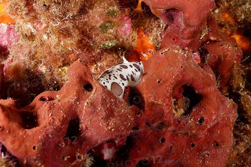 Fig sponge (Petrosia ficiformis), dive site peninsula Giens, Mediterranean Sea, Porquerolles, Provence, Côte d'Azur, France