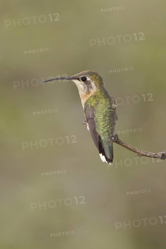 Purple-collared Woodstar (Myrtis fanny) female perched on a branch, Ecuador