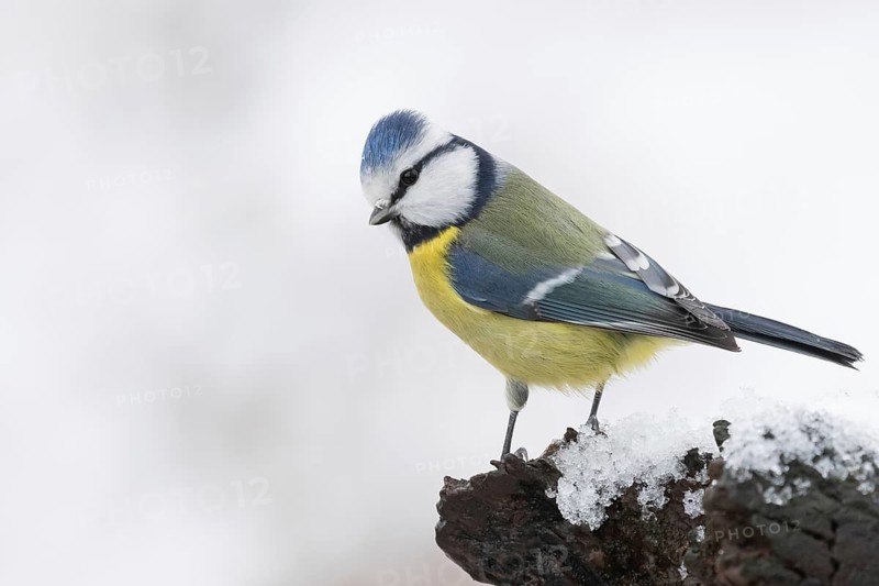 Eurasian Blue Tit (Cyanistes caeruleus), Lower Saxony, Germany