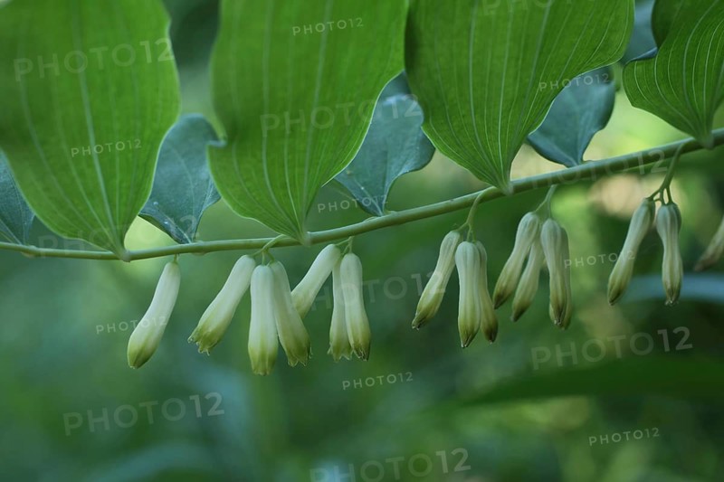 Polygonatum multiflorum, buds hanging down, Liliental, Kaiserstuhl, Baden-Württemberg, Germany