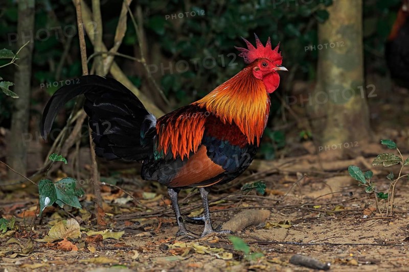 Red Junglefowl (Gallus gallus) male, Kaeng Krachan, Thailand