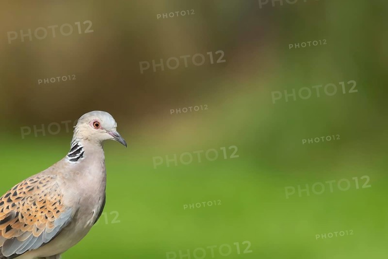 Turtle dove (Streptopelia turtur) adult bird head portrait in summer, England, United Kingdom