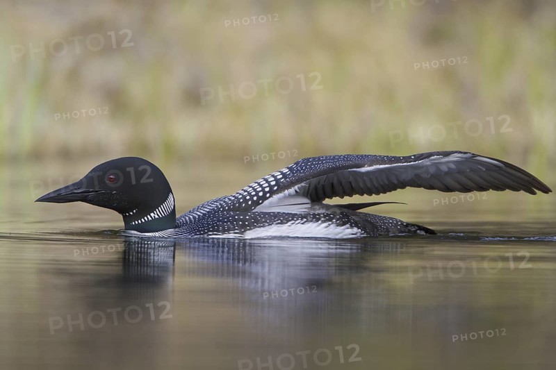 Great Northern Loon (Gavia immer), British Columbia, Canada