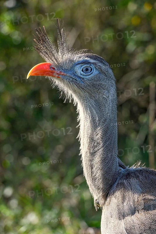 Red-legged seriema (Cariama cristata) at the breeding station of the Conservation Land Trust at the Estancia El Socorro, Portrait, at Colonia Carlos Pellegrini, Esteros del Iberá, Province of Corrientes, Argentina