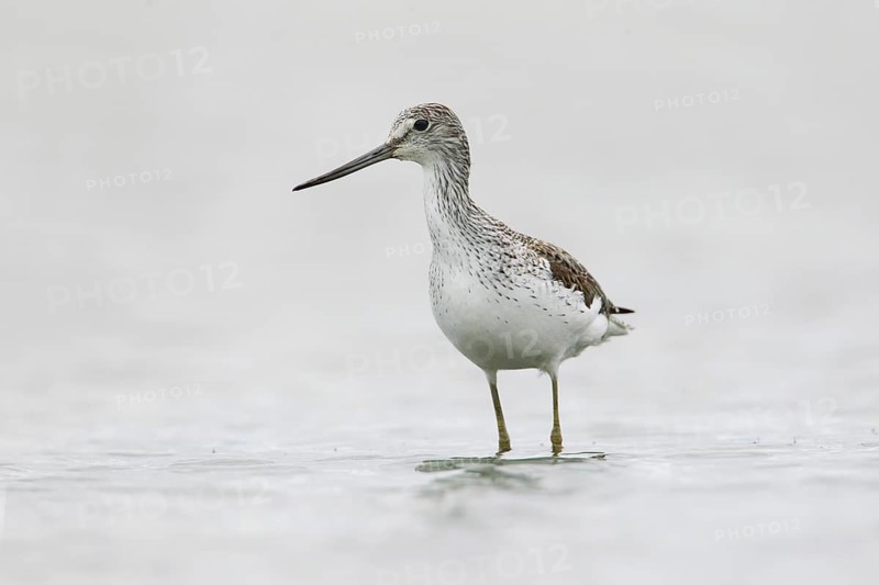 Common Greenshank (Tringa nebularia), Victoria, Australia