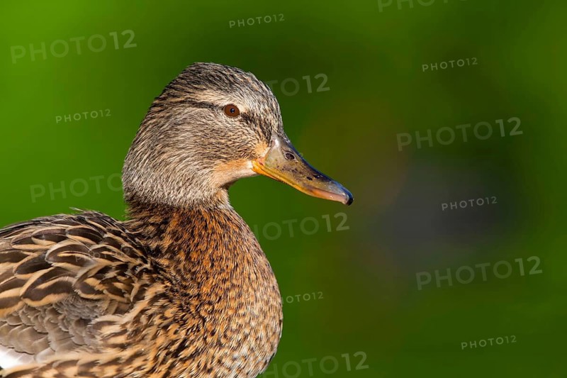Mallard, Anas platyrhynchos, Canard colvert, Azulón, Rosensteinpark, Stuttgart, Baden-Württemberg, Germany