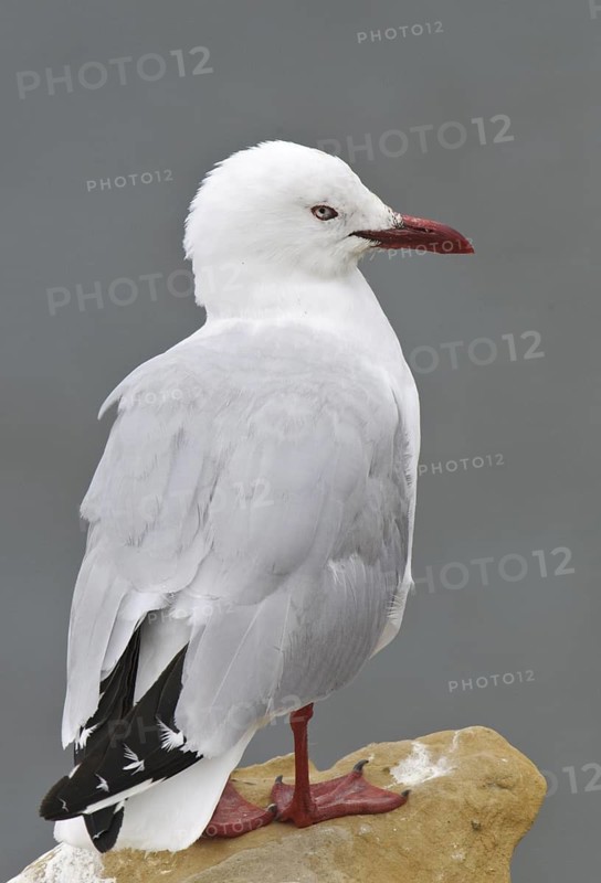 Silver Gull (Chroicocephalus novaehollandiae scopulinus), New Zealand