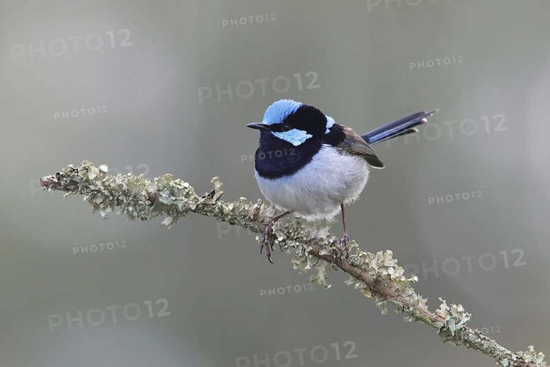 Superb Fairywren (Malurus cyaneus cyanochlamys) male perched on a branch, Victoria, Australia