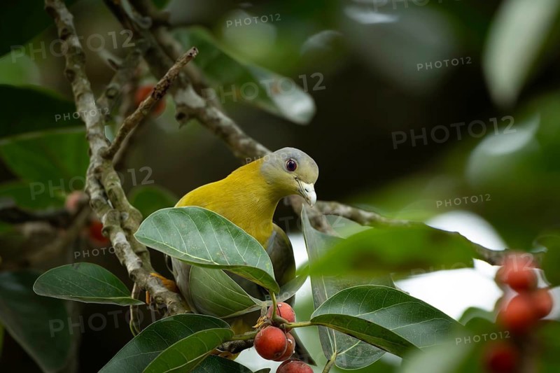 Yellow-footed green pigeon (Treron phoenicopterus) in a banyan tree, Sreepur, Gazipur, bangladesh