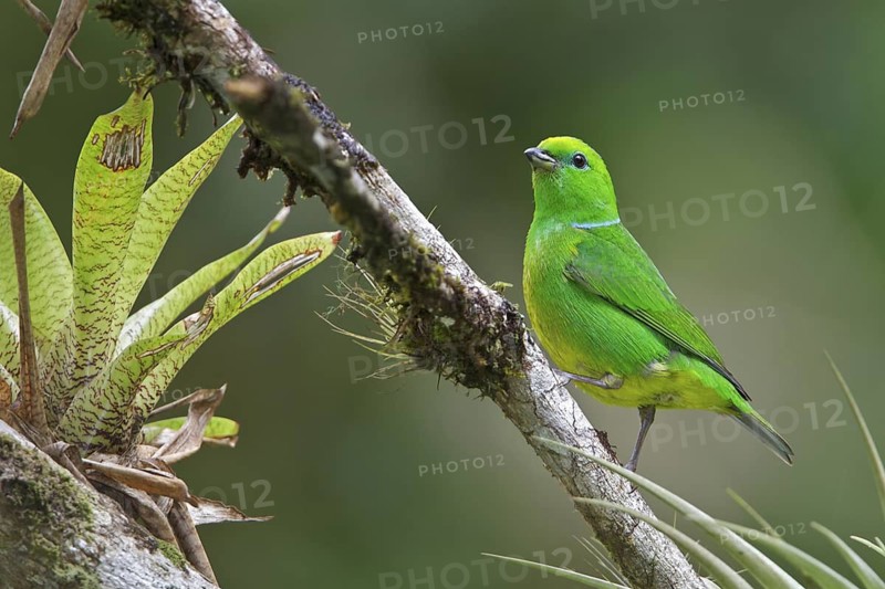Golden-browed Clorophonia (Chlorophonia callophrys) perched on a branch in Costa Rica, Central America