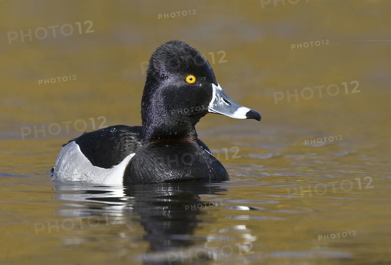 Ring-necked Duck (Aythya collaris) male, British Columbia, Canada
