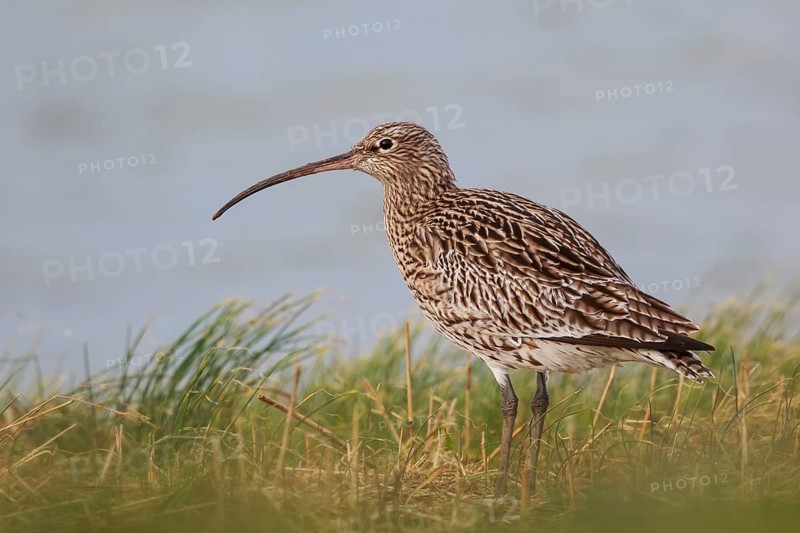 Eurasian Curlew (Numenius arquata), Netherlands