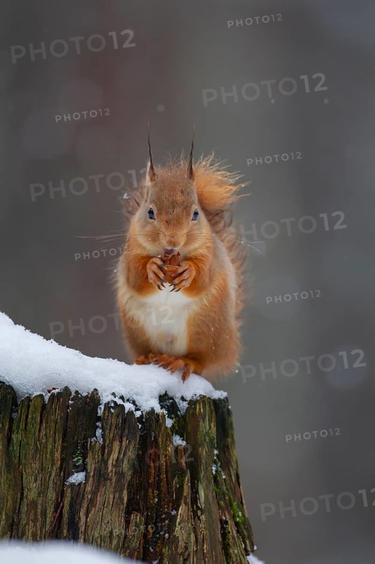 Red squirrel (Sciurus vulgaris) adult animal feeding on a nut on a tree stump covered in snow in winter, Scotland, United Kingdom
