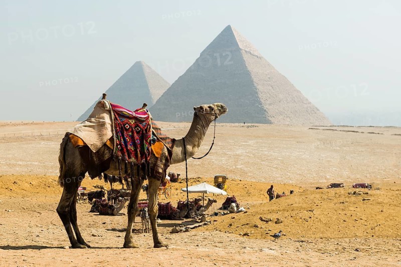 Camels and pyramids, Giza pyramids, UNESCO World Heritage Site, Giza, Cairo, Egypt