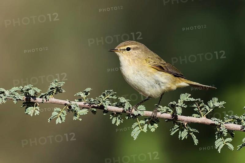 Common Chiffchaff (Phylloscopus collybita), Eilat, Israel