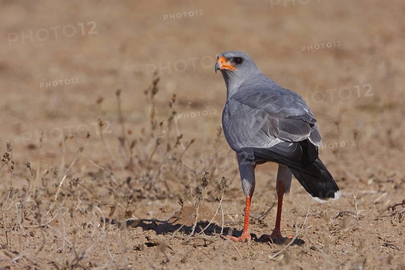 Pale Chanting Goshawk (Melierax canorus), Northern Cape, South Africa