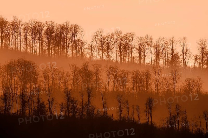 Digitally altered landscape with trees, Wesertal, Weserbergland, Germany