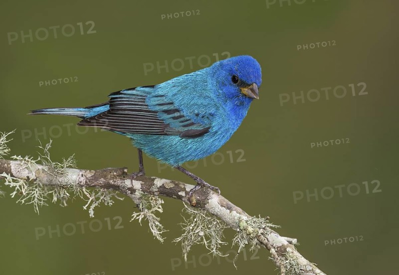 Indigo Bunting (Passerina cyanea) male perched on a branch, Texas, USA