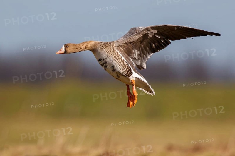 Greater White-fronted Goose (Anser albifrons) landing, North Rhine-Westphalia, Germany