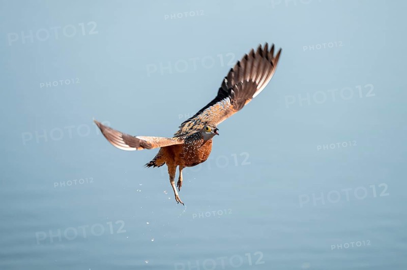 Burchell's sandgrouse (Pterocles burchelli) in flight, Savuti, Chobe Nationalpark, Botswana