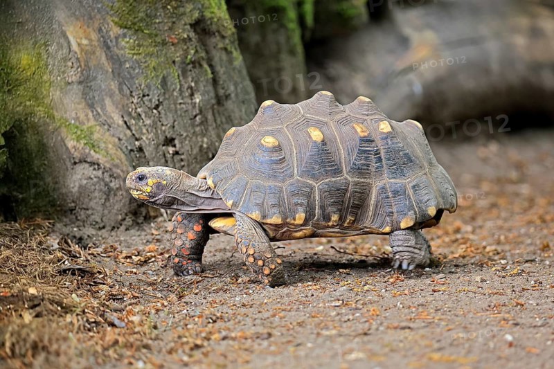 Coal turtle (Geochelone carbonaria), adult, foraging, running, South America