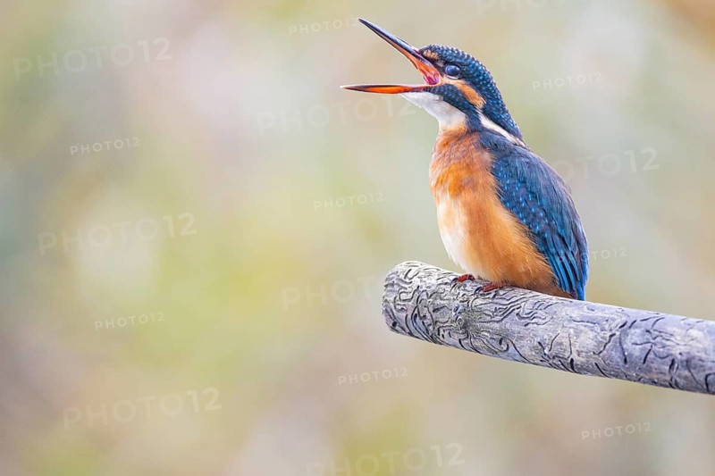 Kingfisher (Alcedo atthis) wbl Germany