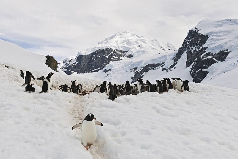 Gentoo Penguin (Pygoscelis papua), Antarctica