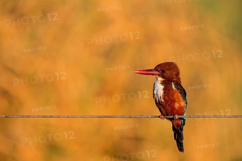 Brown kingfisher, (Halcyon smyrnensis), kingfisher, animals, birds, kingfisher family, Lahavot HaBashan Fish Ponds, Hula Valley, Northern District, Israel