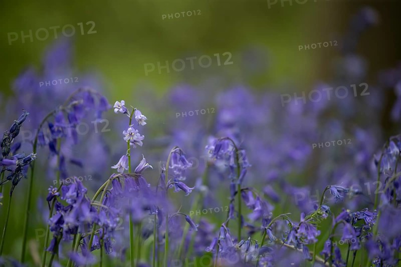 Common or English bluebell (Hyacinthoides non-scripta) carpet of blue wildflowers in a woodland in spring, England, United Kingdom